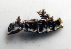 Diatrype disciformis