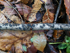 Diatrype disciformis