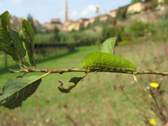 Iphiclides podalirius