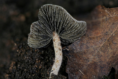 Panaeolus guttulatus