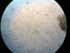 Diatrype disciformis