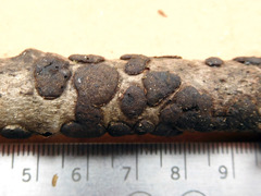 Diatrype disciformis