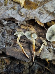 Panaeolus guttulatus