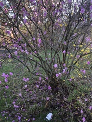 Rhododendron mucronulatum