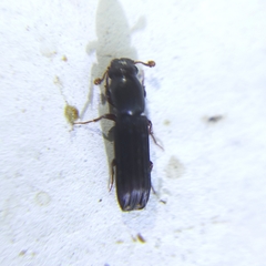 Colydiinae