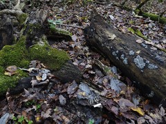 Panaeolus guttulatus