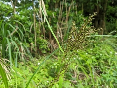 Scleria terrestris