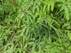 Scleria terrestris