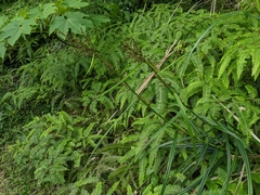 Scleria terrestris