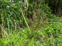 Scleria terrestris