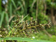 Scleria terrestris