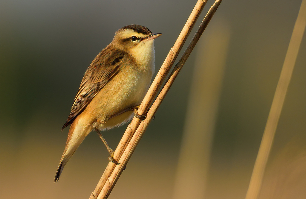 Sedge Warbler