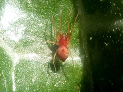 Nigma flavescens
