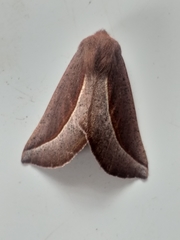 Drepanogynis legraini