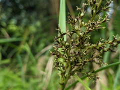 Scleria terrestris