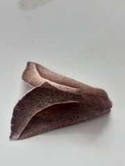 Drepanogynis legraini