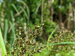 Scleria terrestris