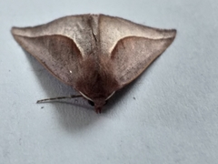 Drepanogynis legraini