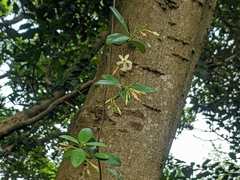 Trachelospermum asiaticum