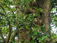 Trachelospermum asiaticum