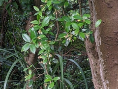 Trachelospermum asiaticum