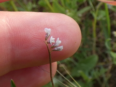 Vicia hirsuta