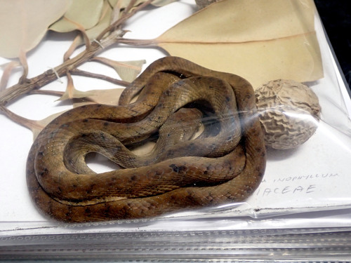 Brown Tree Snake sighting