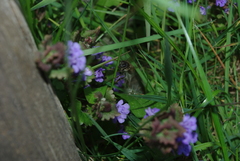 Andrena nitida