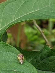 Elasmostethus nubilus