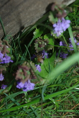 Andrena nitida