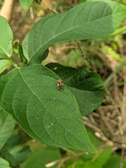 Elasmostethus nubilus
