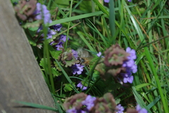 Andrena nitida