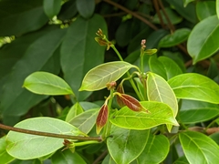 Urceola rosea