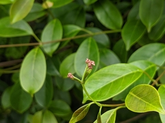 Urceola rosea