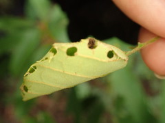 Odontoptilum angulata