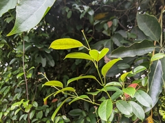 Urceola rosea