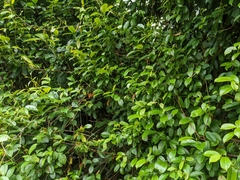 Urceola rosea