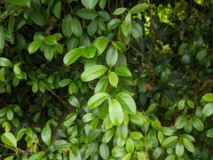 Urceola rosea