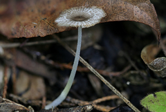 Bolbitius reticulatus