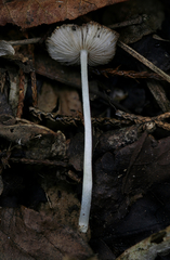 Bolbitius reticulatus