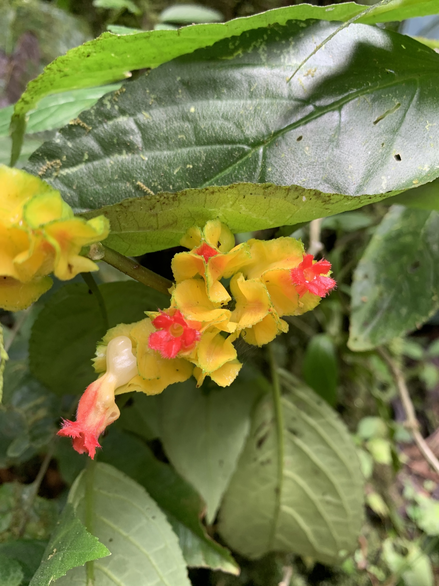 Drymonia tenuis