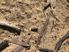 Pycnostictus seriatus