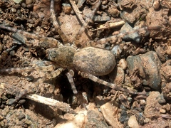Arctosa perita