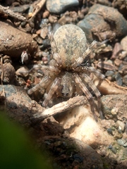 Arctosa perita