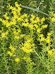 Sedum lineare