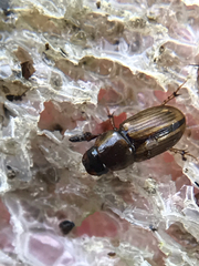 Labarrus cincticulus