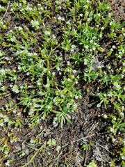 Plagiobothrys undulatus