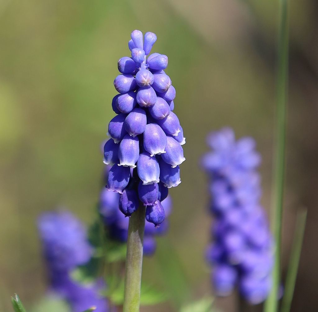 Muscari armeniacum — an easy houseplant, prefers full sun light