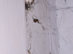 Theridiidae