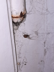 Theridiidae